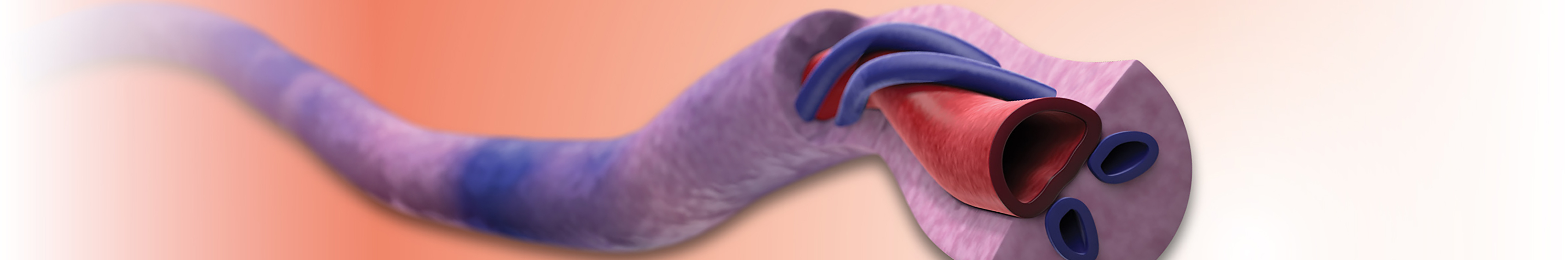 Cross section of the umbilical cord