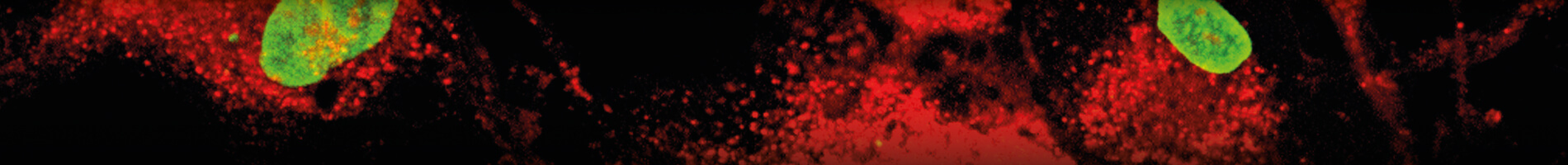 banners-16