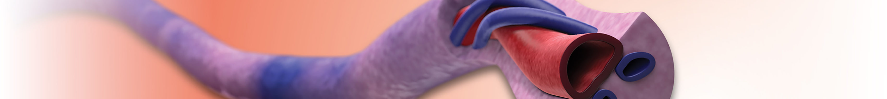 Cross section of the umbilical cord