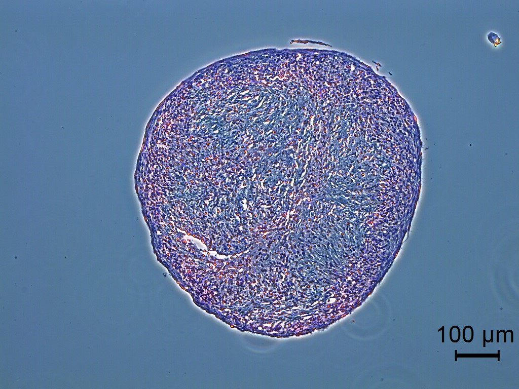 Differentiation blog image 4